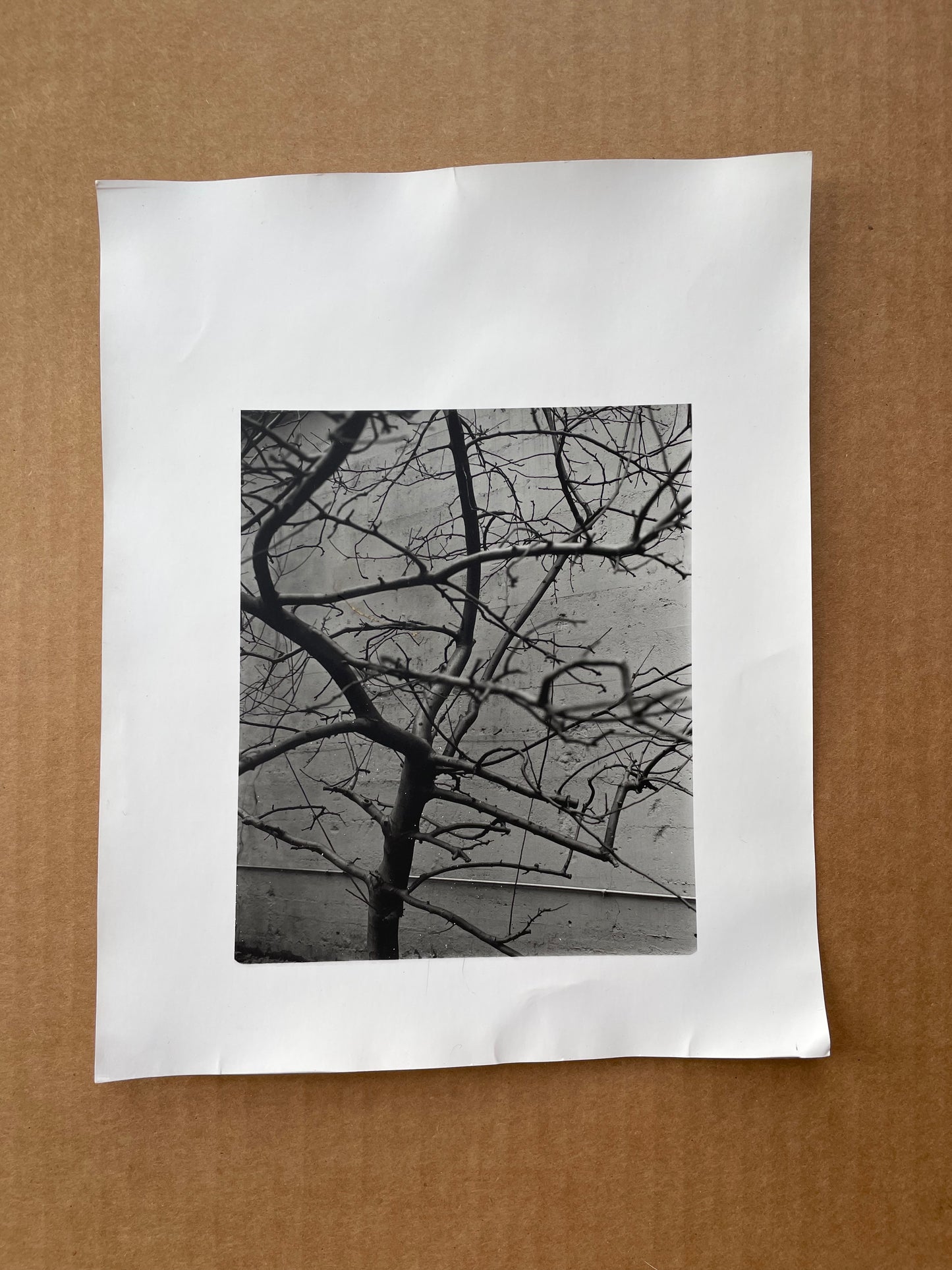 tree branches darkroom print
