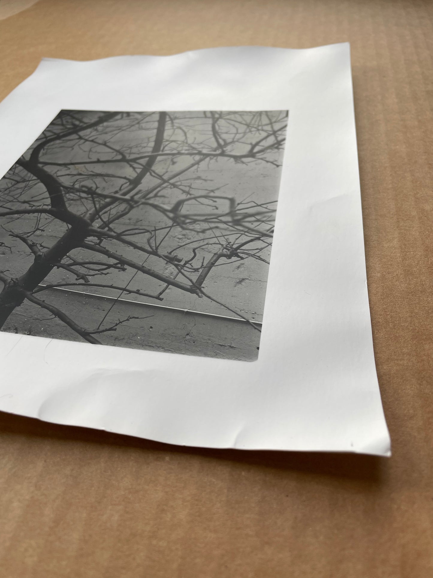tree branches darkroom print