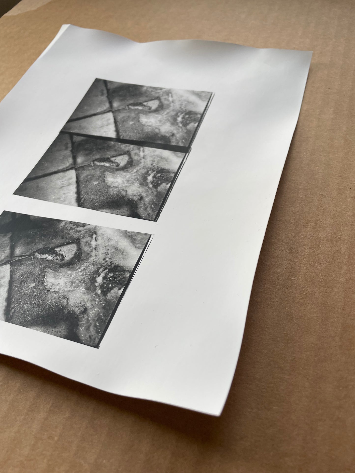 mouse in snow darkroom print